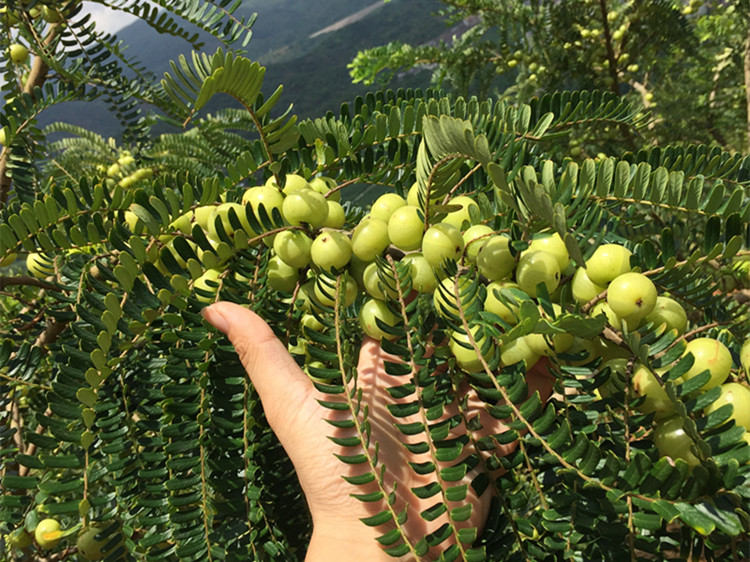 狮头油甘